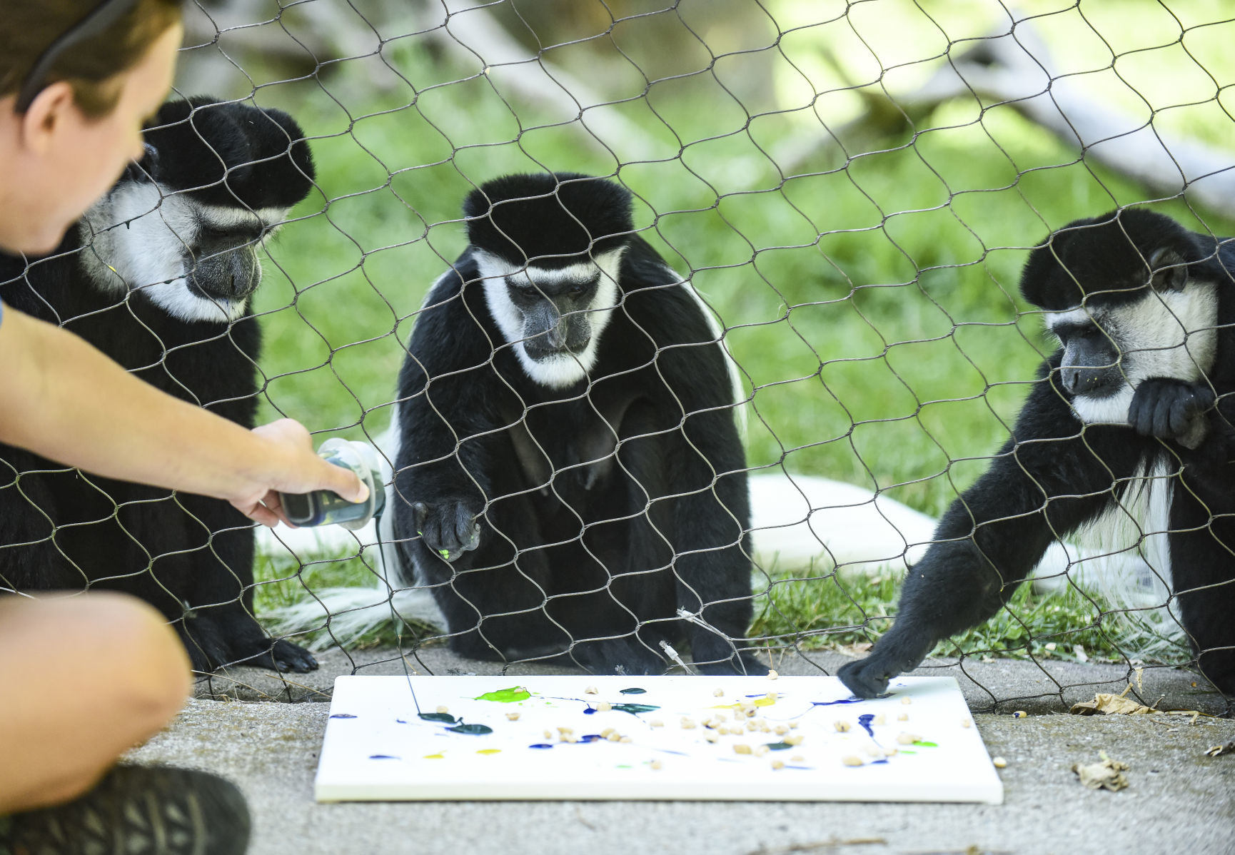 080919-mda-nws-monkey-05.jpg